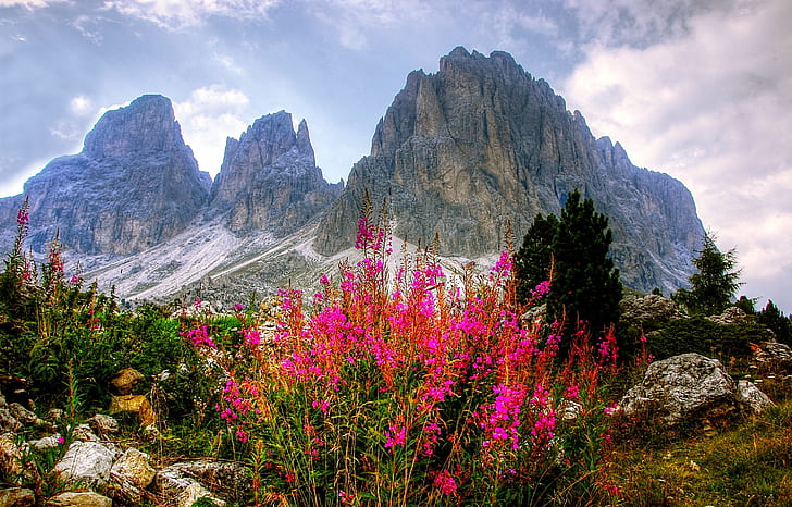 pink flowers near the gray mountain range