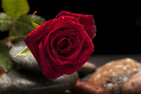 closeup photo of red rose flower with water dew