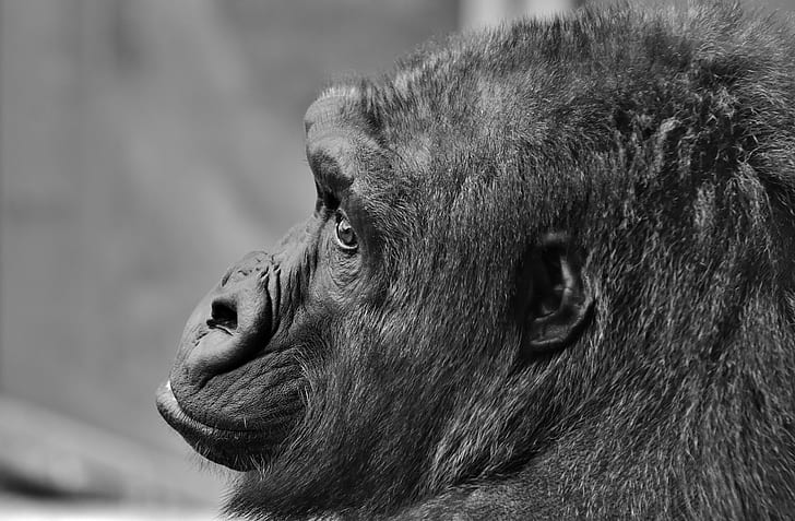 grayscale photo of chimpanzee