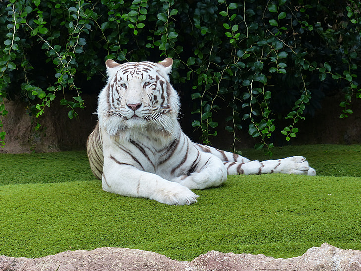 Albino tiger on green grass