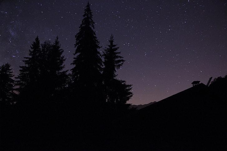 silhouette of trees under starry sky during nighttime