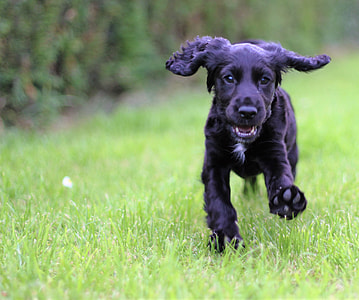 close-up photography of black puppy on lawn grass during daytime