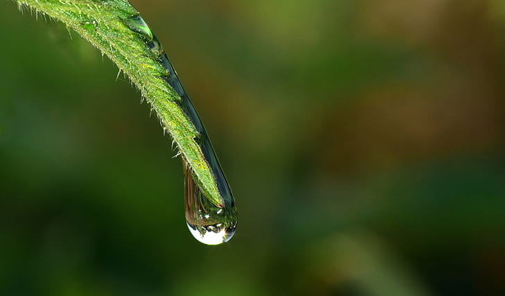 water droplet micro photography