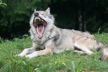 gray wolf lying on green grass field during daytime