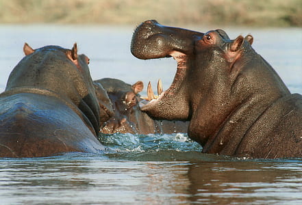 close up photo of three black hippopotamus