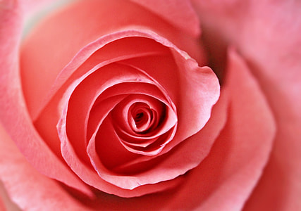 pink red rose photo