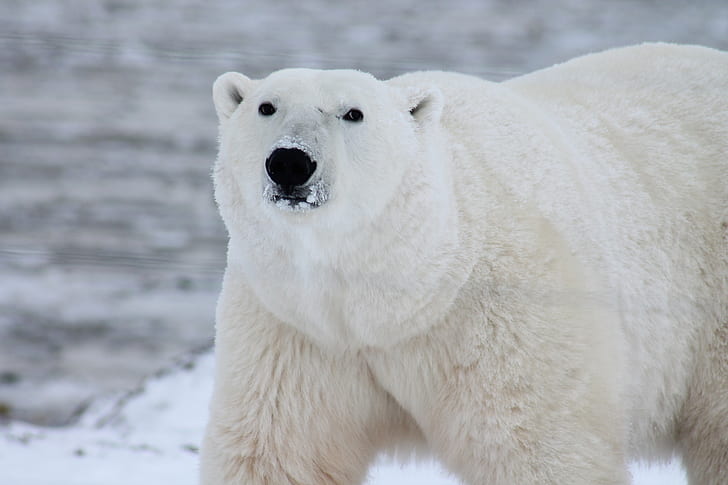 white Polar bear taken on winter time