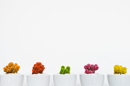 five white ceramic vase with cactus plants