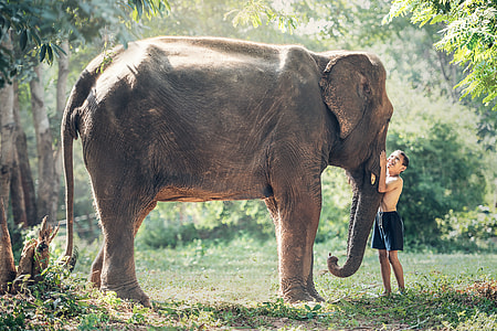 gray elephant beside boy wearing blue shorts