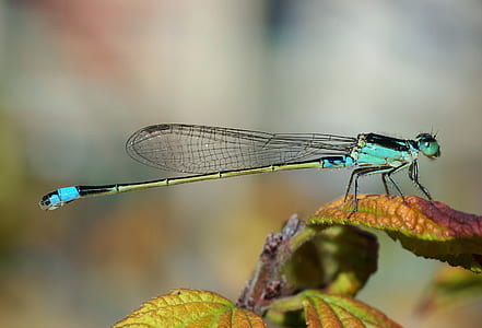 close-up photography of blue and green dragonfly on green leaf plant