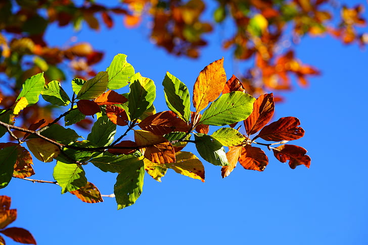green and brown leaf tree