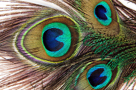 brown, blue, and green peacock feather