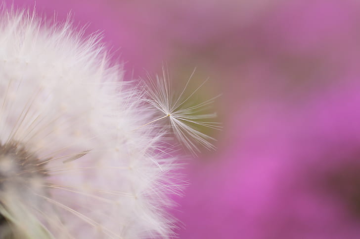 selective-focus white dandelion flower