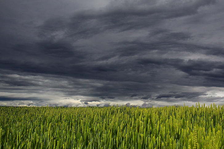 green wheat fields under cumulus nimbus clouds
