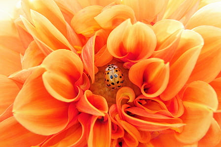 orange ladybug on orange flower