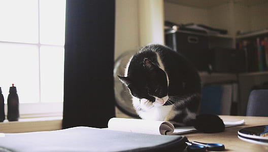 selective focus photography of white and black cat on table with notebooks