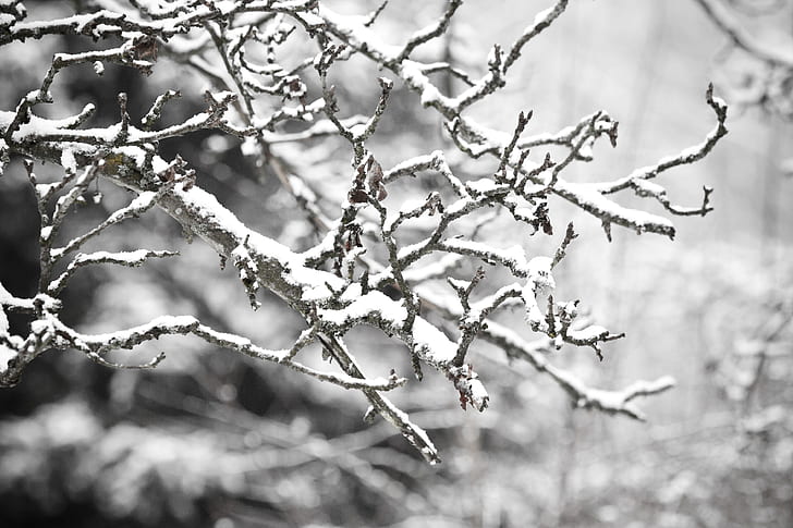 snow, branch, cold, twig, winter, weather