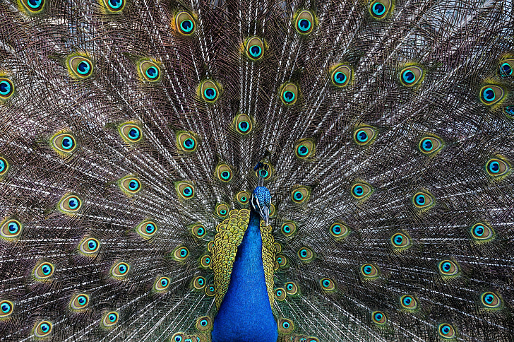 photo of Peacock