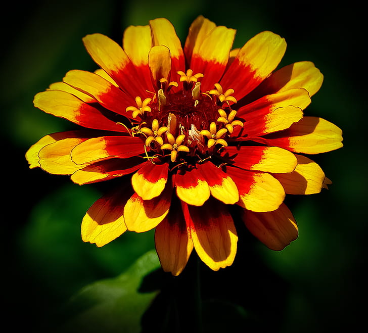macro photography of yellow-and-red flower