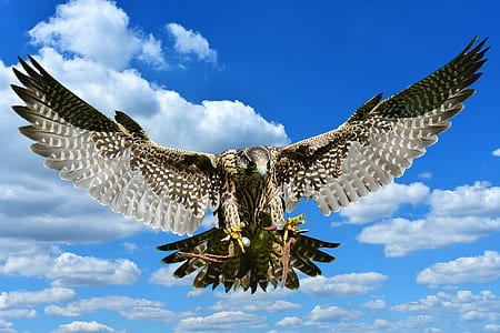 black and gray eagle under blue sky