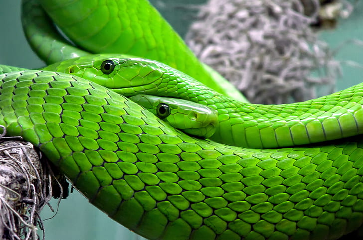 two green snakes on brown tree branch