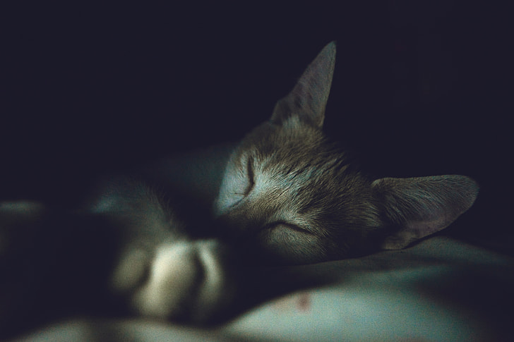 focused photography of grey kitten