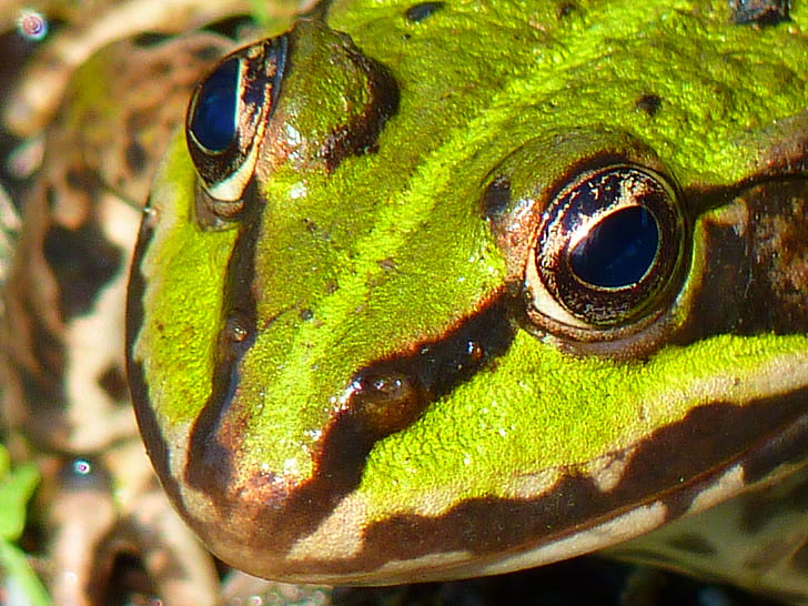 close up photo of green lizard