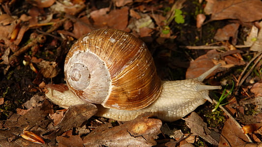 gray snail crawling on dry leaves