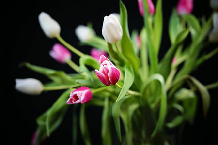 selective focus photography of white and pink tulips