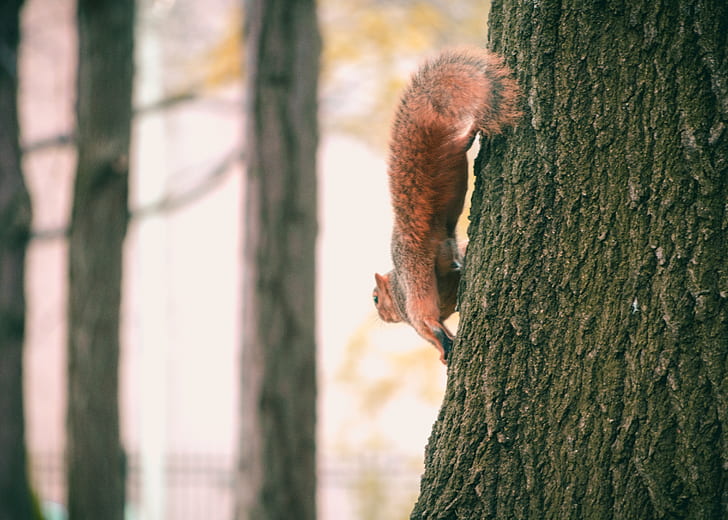 Brown Squirrel on Black Tree