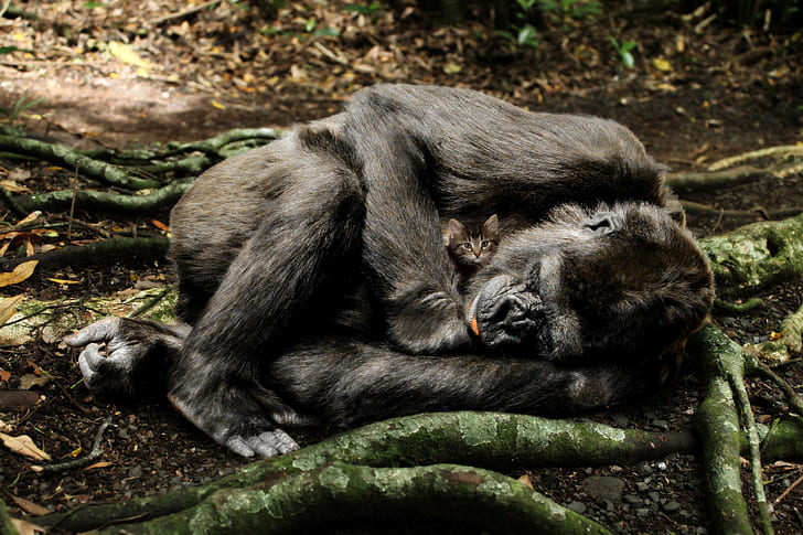 wildlife photography of black primate