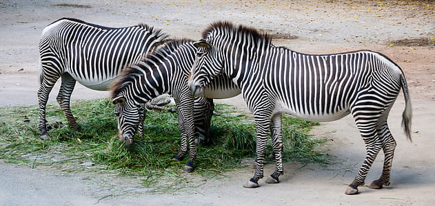 three black-and-white zebra eating green grasses