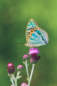 close up photo of brown and teal butterfly