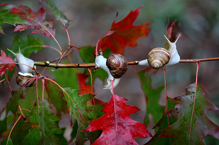 white-and-brown snail on red and green leaves