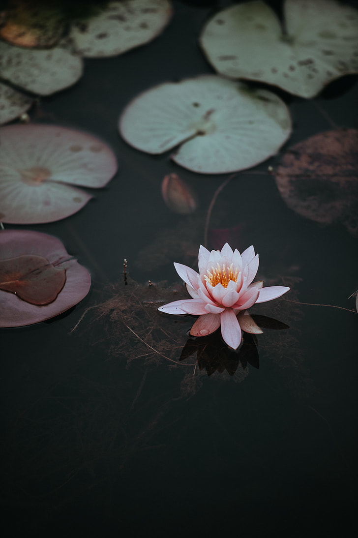 pink lotus flower floating on body of water