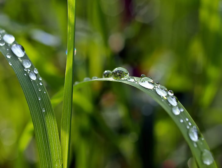 close-up photography of dew drops on grass