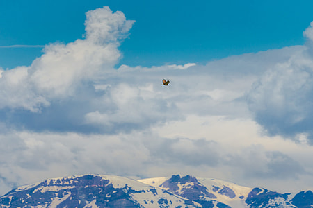 brown bird flying above mountain