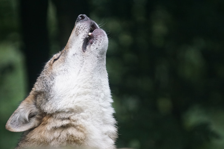 grey and white wolf howling photography