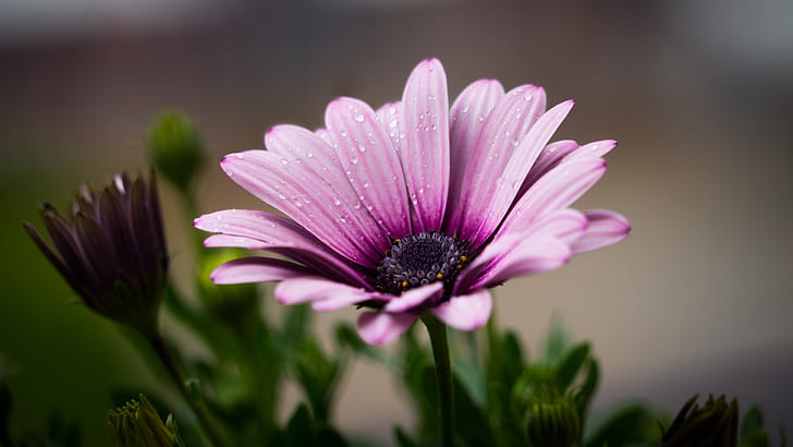 pink osteospermum flower closeup photo