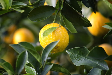 selective focus of orange kumquat fruit