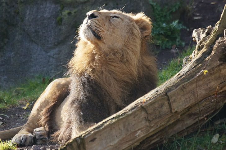 lion enjoying the wind breeze