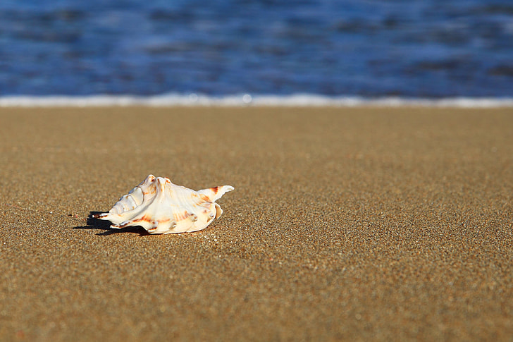 macro shot photography of white seashell
