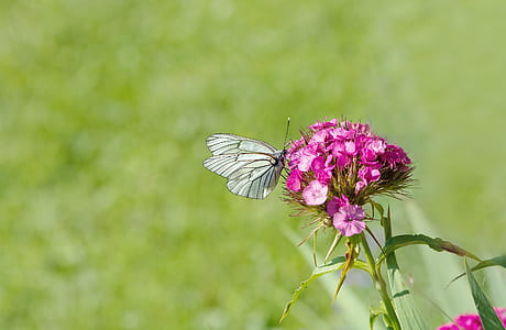 White Brown Butterfly Perched on Pink Flower
