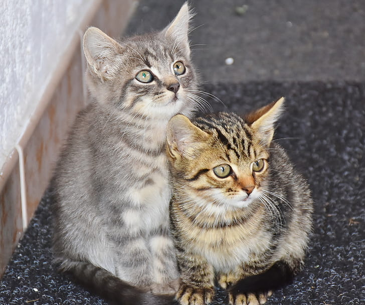 closeup of two silver and brown tabby kittens