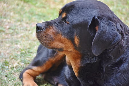 adult Rottweiler laying on ground