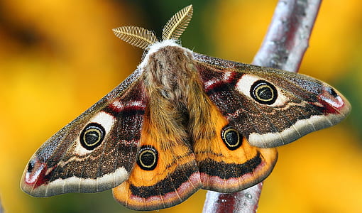 photo of peacock moth