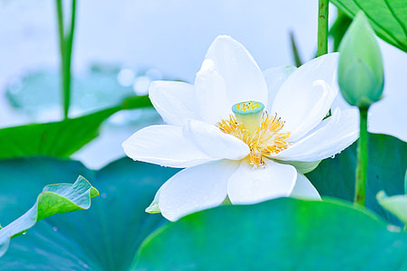 selective focus photography of white lotus