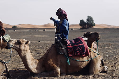 person ride-on camel sitting