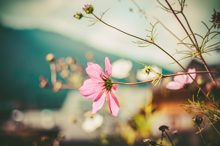 selective focus photography of pink cosmos flowers