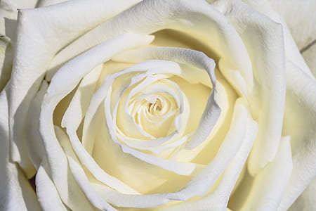 photo of white rose flower